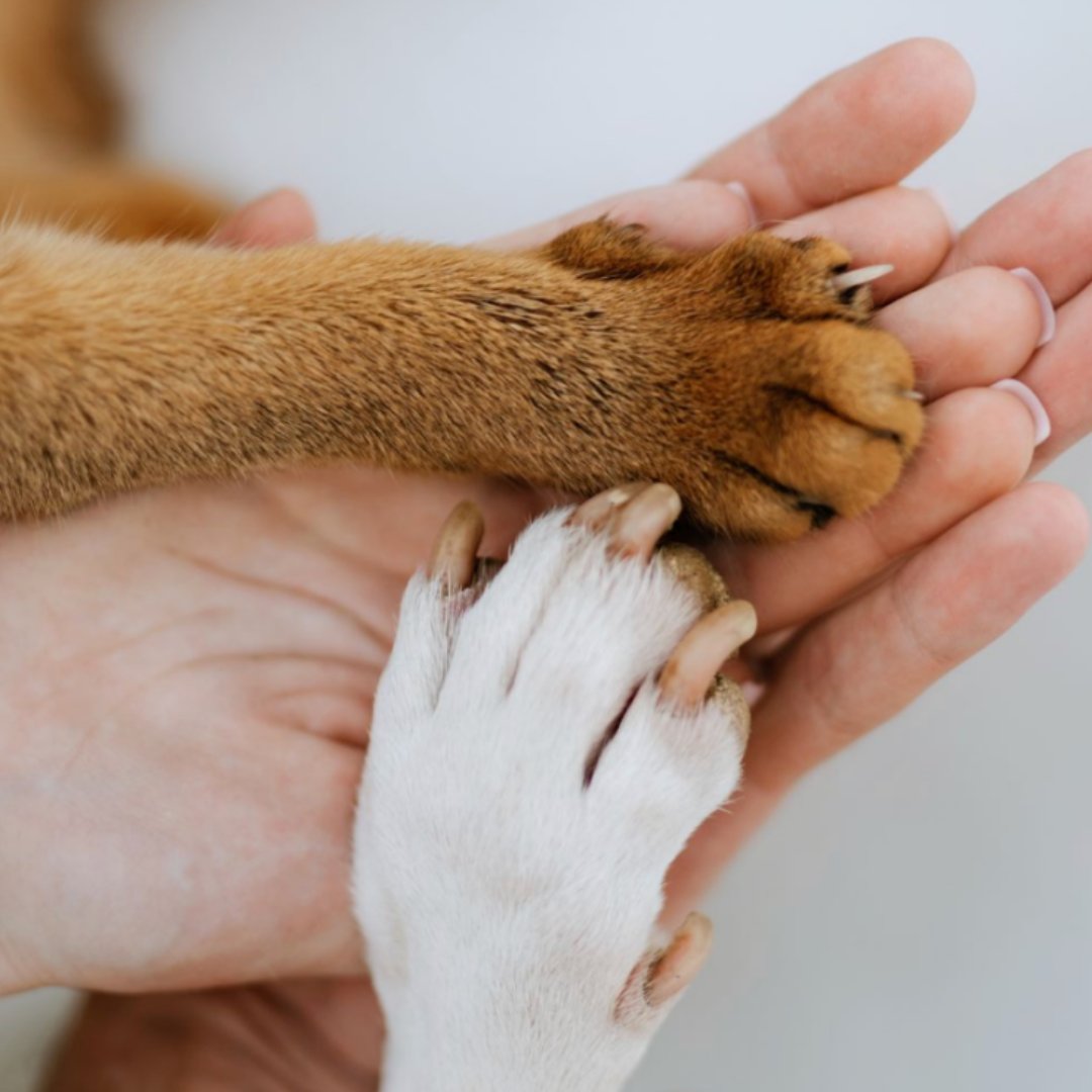 Spécialiste certifié en Thérapie avec les Animaux